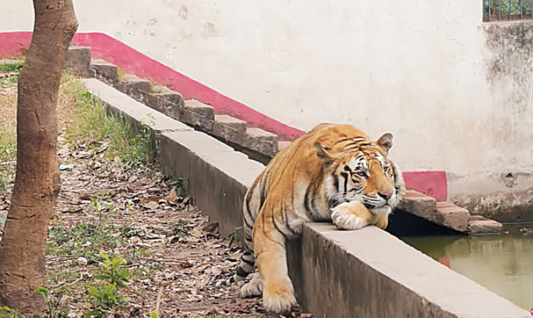 Bangladesh National Zoo, Mirpur